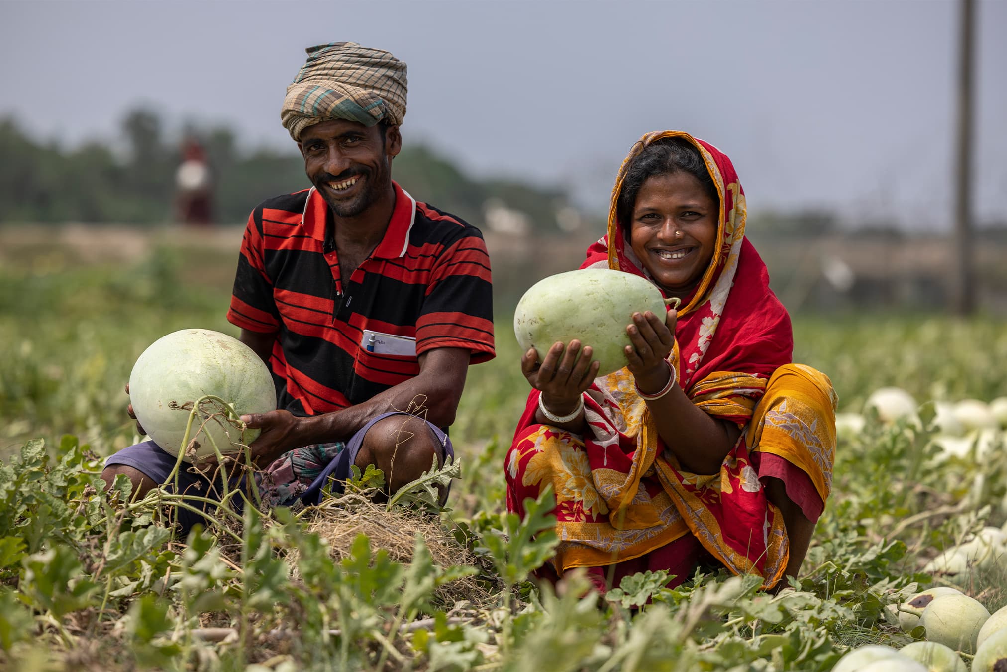 বাংলাদেশে আম সংগ্রহরত কৃষক
