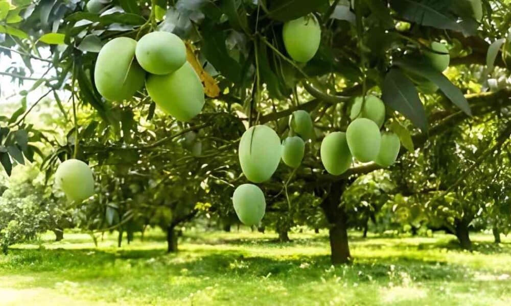 বাংলাদেশে আমের মৌসুমের জাদু