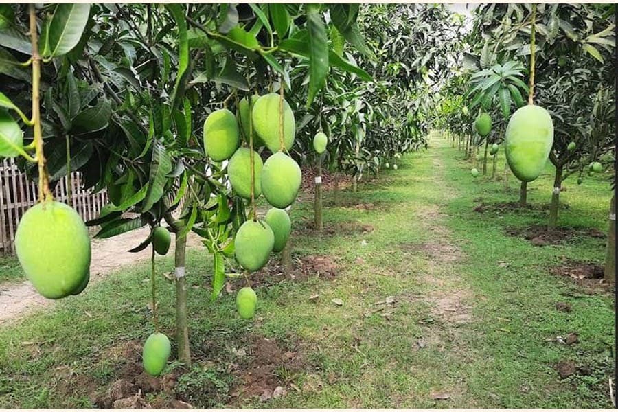 Sustainable farming at the orchard